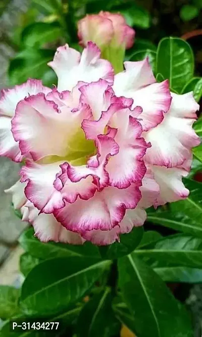 Natural Adenium Plant-thumb0