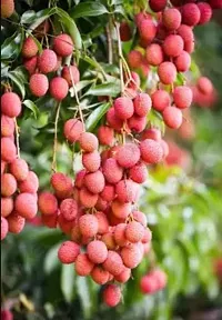 Natural Litchi Plant-thumb1