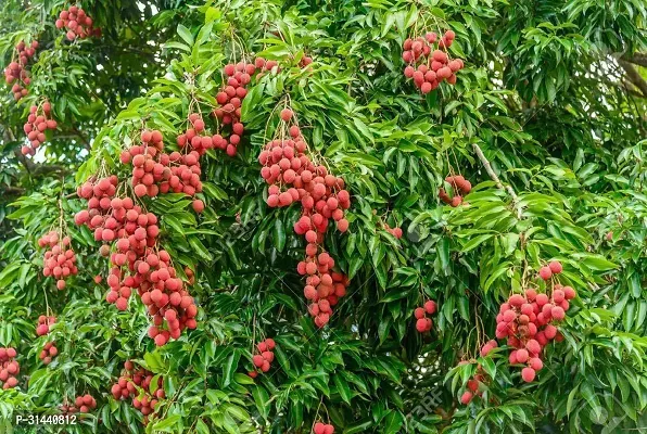 Natural Litchi Plant-thumb0