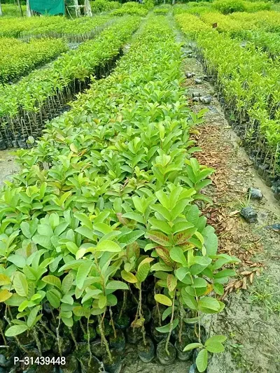 Natural Guava Plant-thumb3