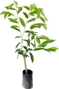 Natural Red Sandalwood Plant-thumb1