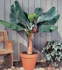 Natural Banana Plant-thumb1