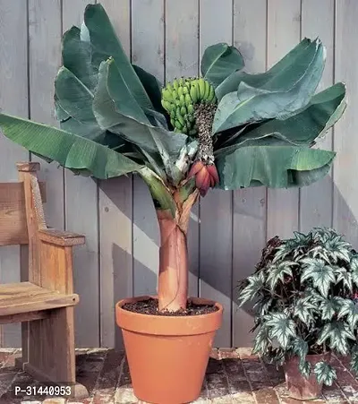 Natural Banana Plant-thumb2