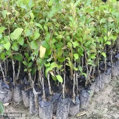 Natural Apple Plant