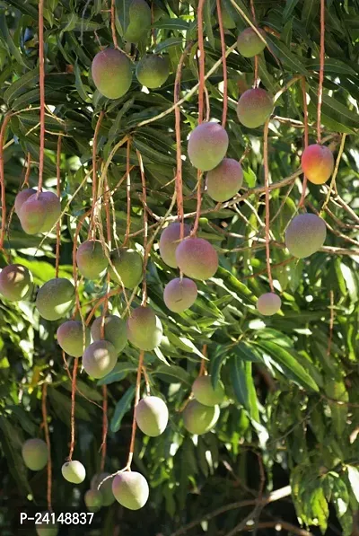 Mango Plant