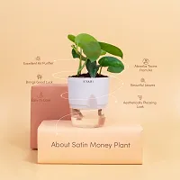 Money Plant-thumb1