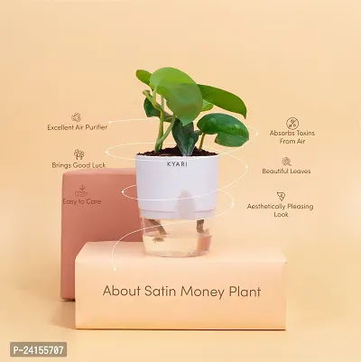 Money Plant-thumb2