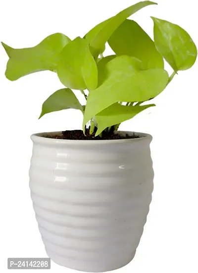 Money Plant