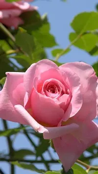 Rose Plant-thumb3