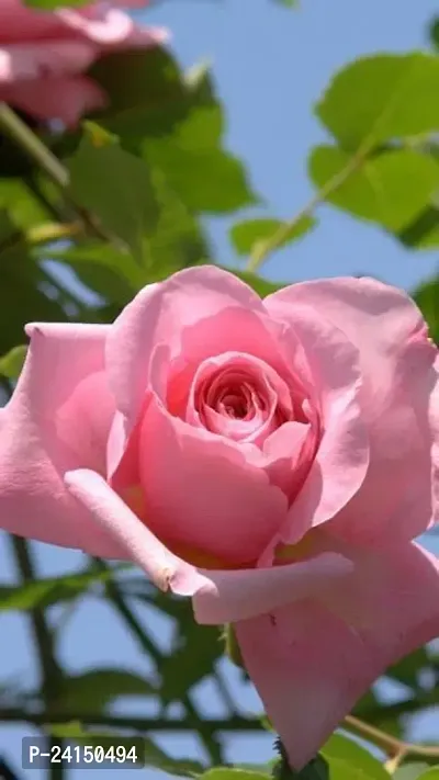 Rose Plant-thumb4