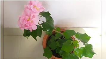 Natural Lotus Plant-thumb2