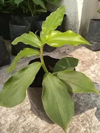 Natural Insulin Plant-thumb1