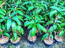 Mango Plant-thumb3