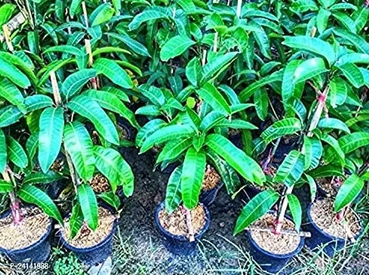 Mango Plant-thumb4
