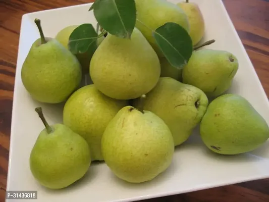 Natural Pear Plant-thumb0