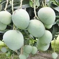 Mango Plant-thumb1