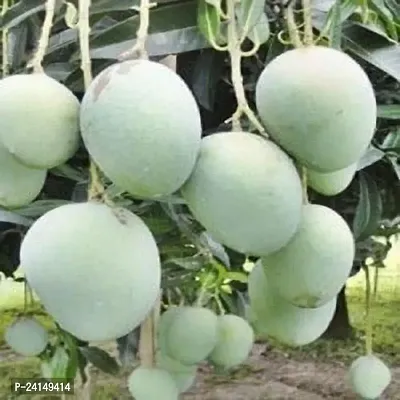 Mango Plant-thumb2