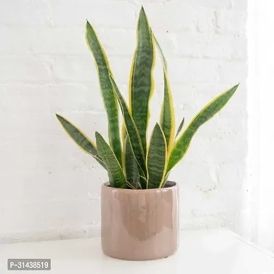 Natural Snake Plant-thumb0