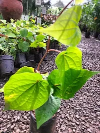 Natural Betal Leaf Plant-thumb3