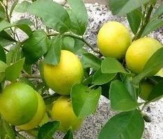 Lemon Plant-thumb1