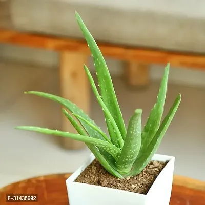 Natural Aloe Vera Plant-thumb0