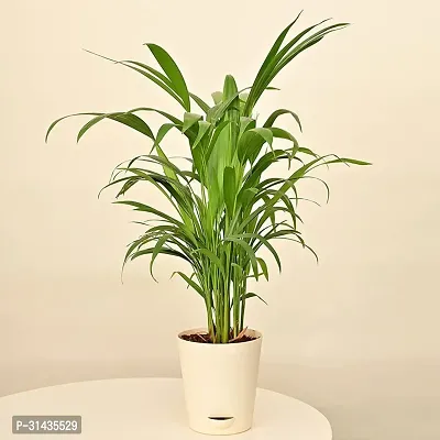 Natural Areca Palm Plant-thumb0