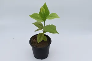 Natural Bel Plant-thumb1