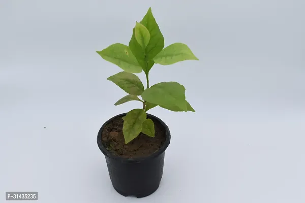 Natural Bel Plant-thumb2