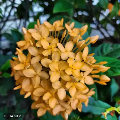 Natural Trothic Ixora/Chethi Plant-thumb0