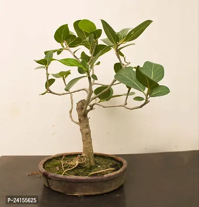 Ashok Plant