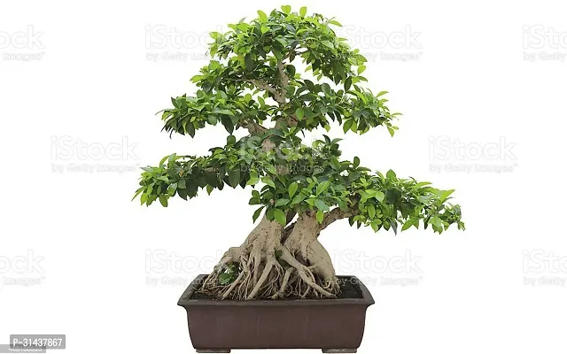 Natural Ficus Plant-thumb0