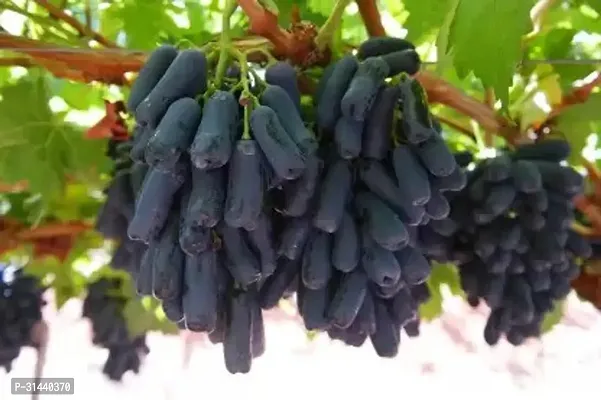 Natural Grapes Plant-thumb0