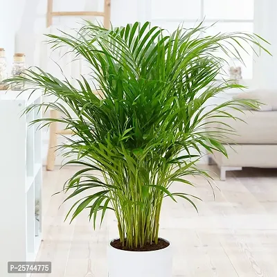 Areca Palm-thumb0