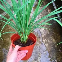 Natural Lemon Grass Plant-thumb4