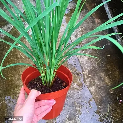 Natural Lemon Grass Plant-thumb5