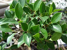 Natural Ficus Bonsai Plant-thumb3