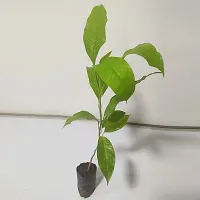 Natural Golden Champa Plant-thumb4