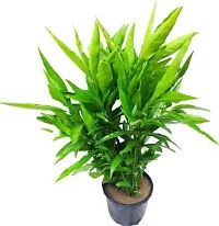 Natural Sadabahar Plant-thumb1