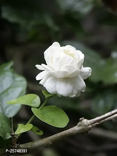 Jasmine Plant