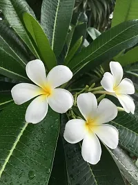 Natural Plumeria Plant-thumb2