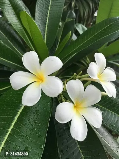 Natural Plumeria Plant-thumb3