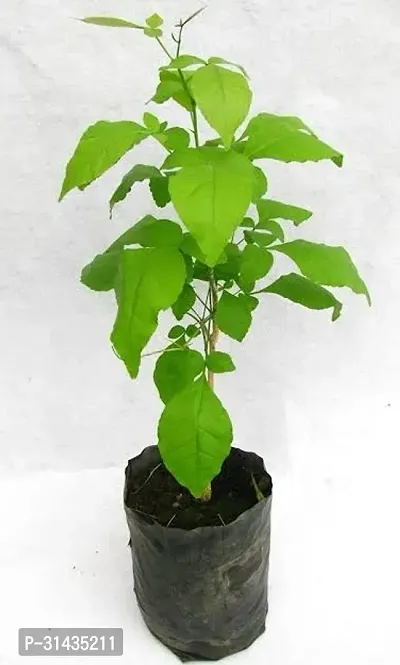 Natural Bel Plant