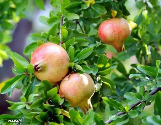 Pomegranate Plant-thumb0