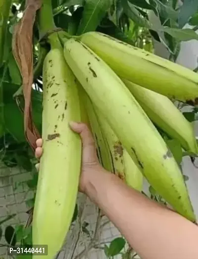 Natural Banana Plant