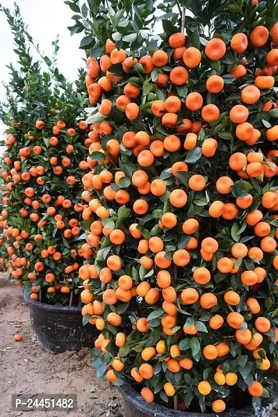 Natural Orange Plant-thumb0