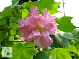 Natural Lotus Plant-thumb2