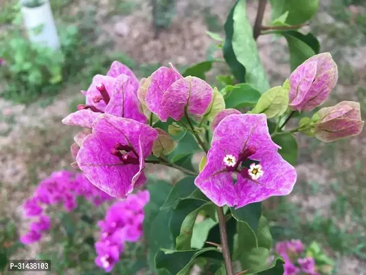 Natural Bougainvillea Plant-thumb0