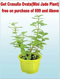 Madhu Kamini Plant-thumb3