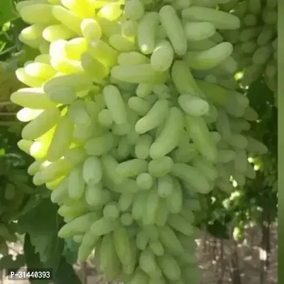 Natural Grapes Plant-thumb0