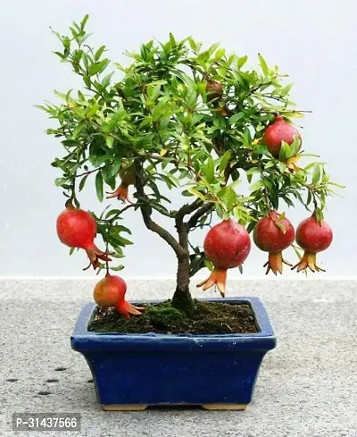 Natural Pomegranate Plant-thumb0